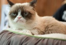 Toujours dans une mauvaise humeur? Vos amis pourraient être à blâmer.