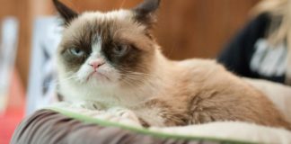 Toujours dans une mauvaise humeur? Vos amis pourraient être à blâmer.